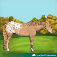 Horse Color:Chestnut Appaloosa 