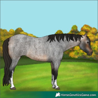 Horse Color:Gray White Spotted Buckskin Roan 