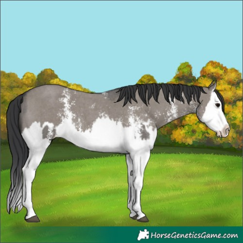Horse Color:Grullo Sabino Splash and Grullo Sabino Splash