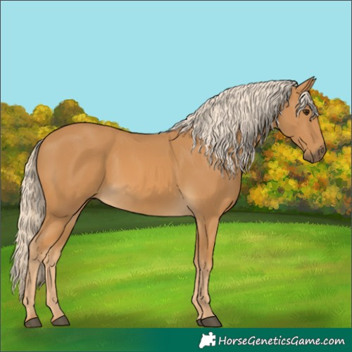 Horse Color:Palomino