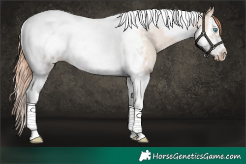 Horse Color:Gold Champagne Roan Dun Splash Tobiano Frame Blanket Rabicano 