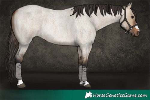 Horse Color:Bay Roan Dun 