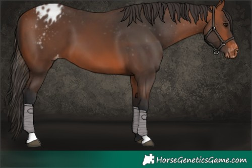 Horse Color:Bay Appaloosa 