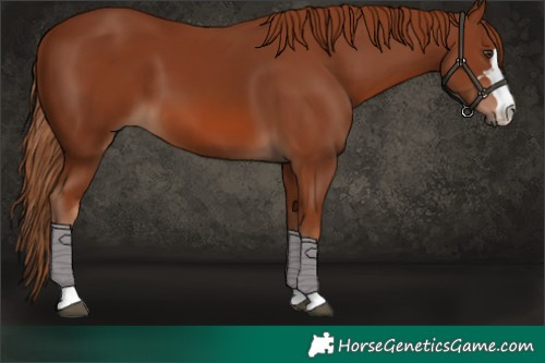 Horse Color:Chestnut 