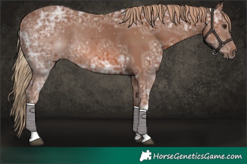 Horse Color:Chestnut Ice
