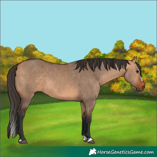 Horse Color:Bay Dun and Bay Dun Splash