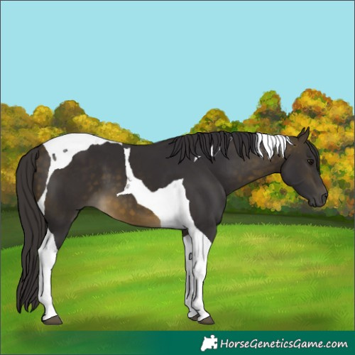 Horse Color:Buckskin Tobiano 