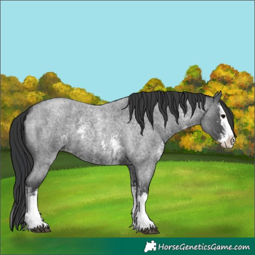 Horse Color:Blue Roan Sabino Splash  and Blue Roan Sabino Splash 