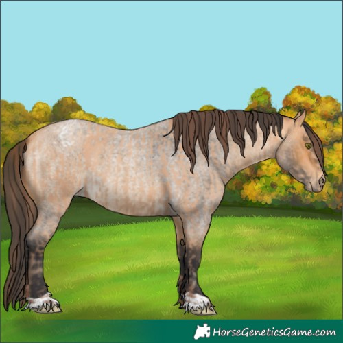Horse Color:Amber Champagne Appaloosa  and Buckskin Roan 