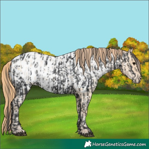 Horse Color:Black Appaloosa Rabicano and Brown Roan Appaloosa