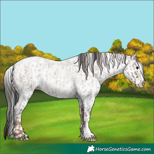 Horse Color:Classic Champagne Roan Sabino and Blue Roan Sabino Appaloosa