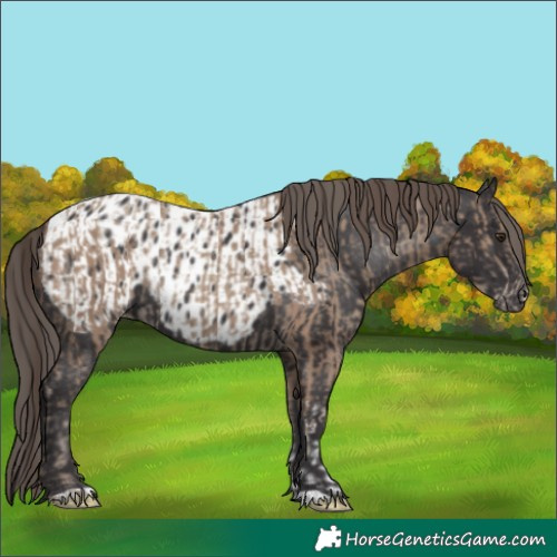 Horse Color:Classic Champagne Sabino  and Smoky Black Appaloosa 