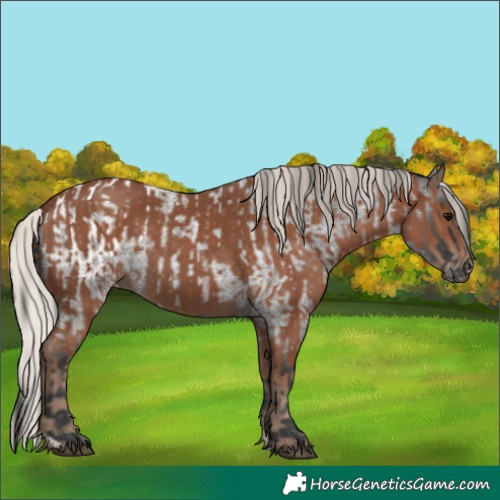 Horse Color:Blue Roan Appaloosa  and Silver Black 