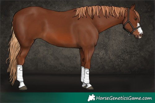 Horse Color:Chestnut 