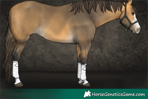 Horse Color:Buckskin