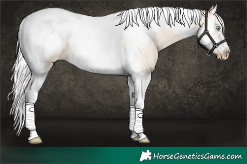 Horse Color:Silver Amber Champagne Roan Dun Splash Tobiano Frame Blanket Rabicano