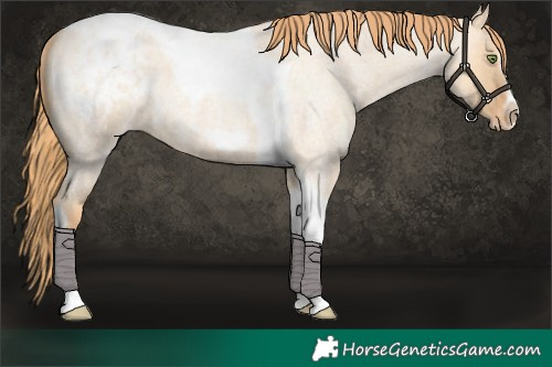 Horse Color:Gold Champagne Roan Dun Splash Tobiano Frame Blanket Rabicano