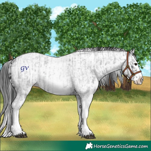 Horse Color:Blue Roan Sabino Splash  and White Spotted Blue Roan Splash 
