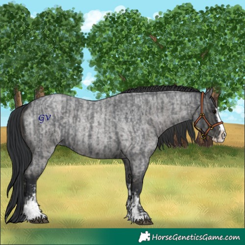 Horse Color:Blue Roan Sabino Splash and Blue Roan Sabino Splash
