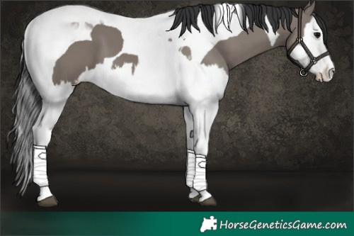 Horse Color:Grullo Splash Tobiano 