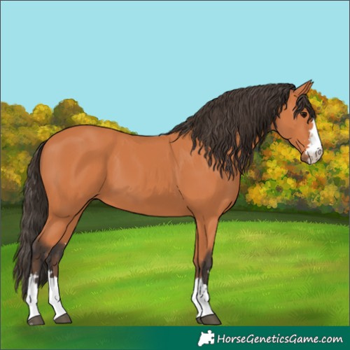 Horse Color:Bay 
