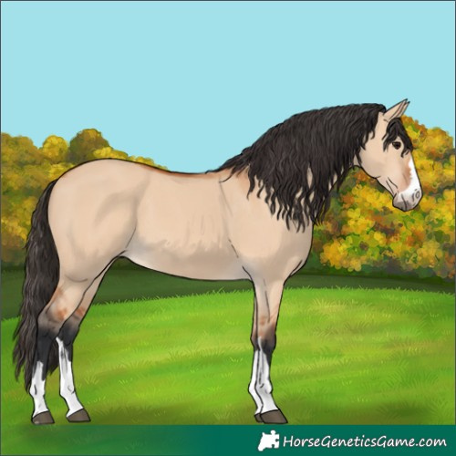 Horse Color:Bay Dun 
