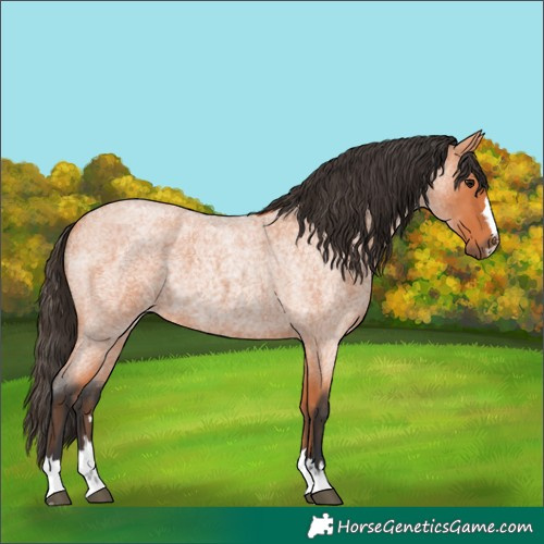 Horse Color:Bay Roan 