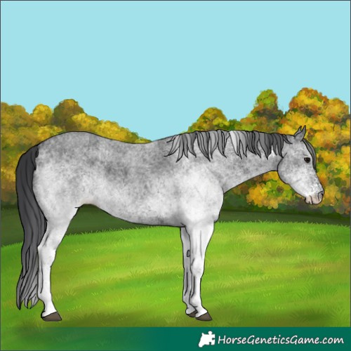 Horse Color:White Spotted Blue Roan