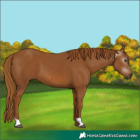 Horse Color:Gray Chestnut