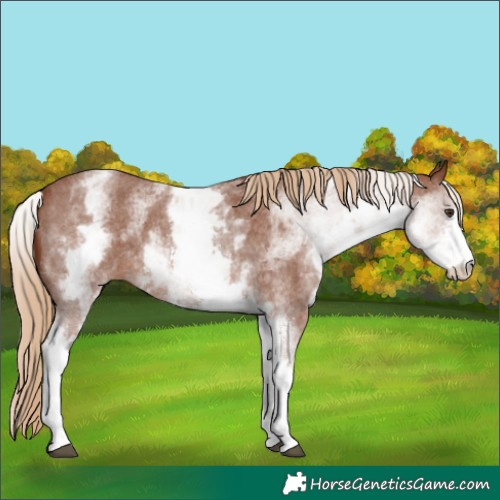 Horse Color:White Spotted Chestnut Sabino 