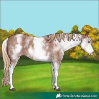 Horse Color:White Spotted Chestnut Sabino