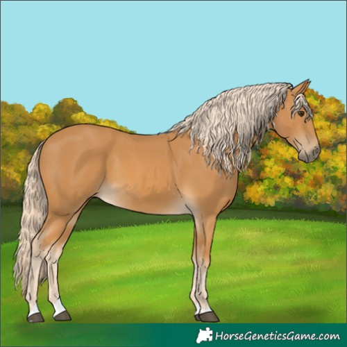 Horse Color:Palomino 