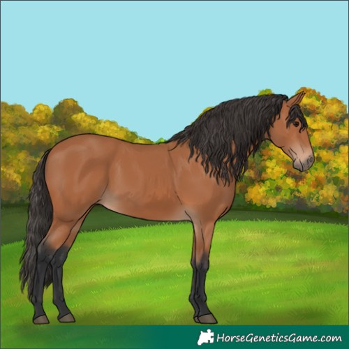 Horse Color:Bay 