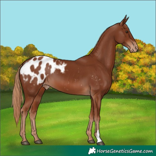 Horse Color:Chestnut Blanket 