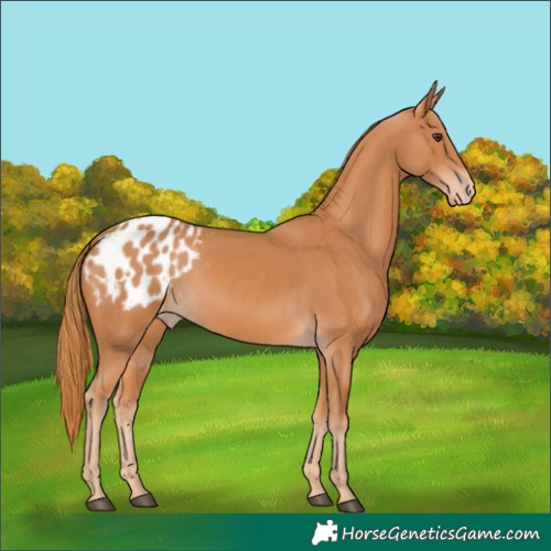 Horse Color:Chestnut Blanket