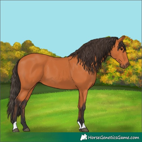 Horse Color:Bay 