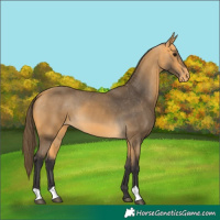 Horse Color:Buckskin Varnish