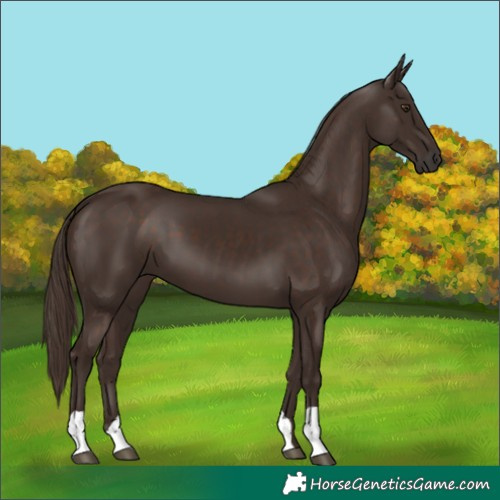 Horse Color:Liver Chestnut 