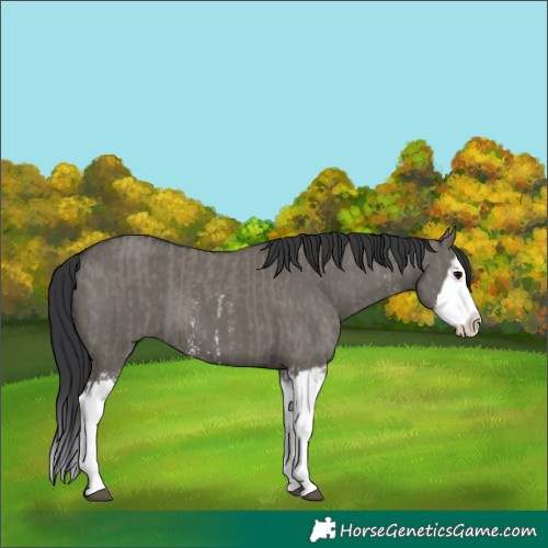 Horse Color:Grullo Sabino Splash and Grullo Sabino Splash Rabicano