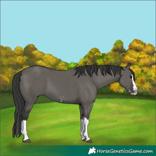 Horse Color:Grullo Sabino Splash and Grullo Sabino Splash
