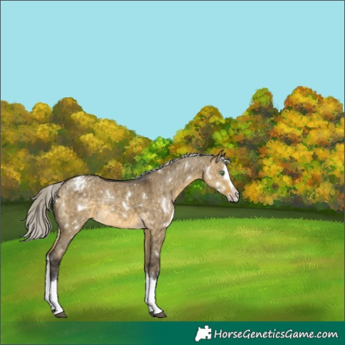 Horse Color:White Spotted Silver Buckskin Dun Splash Appaloosa Rabicano Brindle 