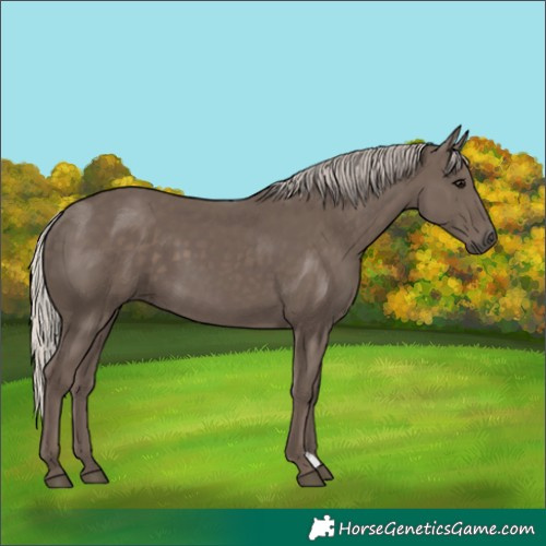 Horse Color:Silver Black 