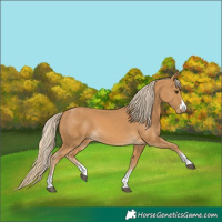 Horse Color:Palomino