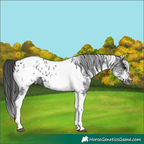 Horse Color:White Spotted Black Splash Tobiano Frame Blanket