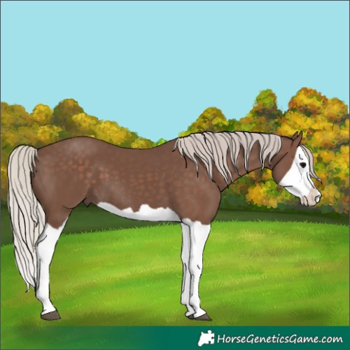 Horse Color:Silver Black Splash