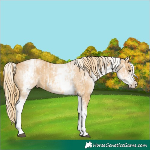 Horse Color:White Spotted Red Dun Rabicano and White Spotted Red Dun Rabicano