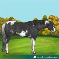 Horse Color:White Spotted Black Splash Tobiano Frame Appaloosa 