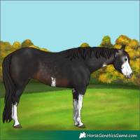 Horse Color:Gray White Spotted Bay