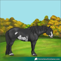 Horse Color:Black and Black Frame