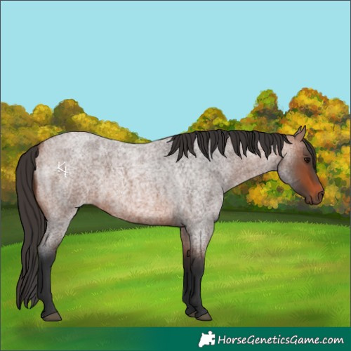 Horse Color:Bay Roan